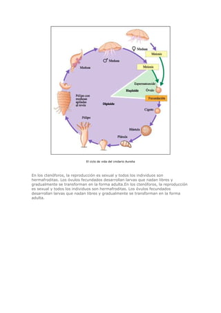 El ciclo de vida del cnidario Aurelia
En los ctenóforos, la reproducción es sexual y todos los individuos son
hermafroditas. Los óvulos fecundados desarrollan larvas que nadan libres y
gradualmente se transforman en la forma adulta.En los ctenóforos, la reproducción
es sexual y todos los individuos son hermafroditas. Los óvulos fecundados
desarrollan larvas que nadan libres y gradualmente se transforman en la forma
adulta.
 