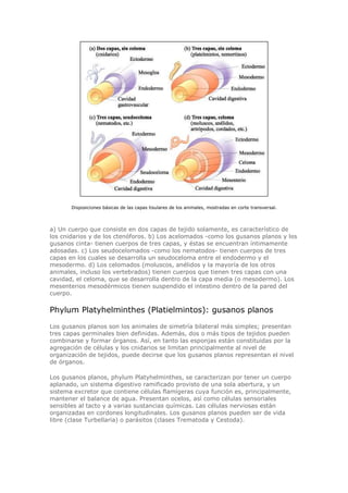 Disposiciones básicas de las capas tisulares de los animales, mostradas en corte transversal.
a) Un cuerpo que consiste en dos capas de tejido solamente, es característico de
los cnidarios y de los ctenóforos. b) Los acelomados -como los gusanos planos y los
gusanos cinta- tienen cuerpos de tres capas, y éstas se encuentran íntimamente
adosadas. c) Los seudocelomados -como los nematodos- tienen cuerpos de tres
capas en los cuales se desarrolla un seudoceloma entre el endodermo y el
mesodermo. d) Los celomados (moluscos, anélidos y la mayoría de los otros
animales, incluso los vertebrados) tienen cuerpos que tienen tres capas con una
cavidad, el celoma, que se desarrolla dentro de la capa media (o mesodermo). Los
mesenterios mesodérmicos tienen suspendido el intestino dentro de la pared del
cuerpo.
Phylum Platyhelminthes (Platielmintos): gusanos planos
Los gusanos planos son los animales de simetría bilateral más simples; presentan
tres capas germinales bien definidas. Además, dos o más tipos de tejidos pueden
combinarse y formar órganos. Así, en tanto las esponjas están constituidas por la
agregación de células y los cnidarios se limitan principalmente al nivel de
organización de tejidos, puede decirse que los gusanos planos representan el nivel
de órganos.
Los gusanos planos, phylum Platyhelminthes, se caracterizan por tener un cuerpo
aplanado, un sistema digestivo ramificado provisto de una sola abertura, y un
sistema excretor que contiene células flamígeras cuya función es, principalmente,
mantener el balance de agua. Presentan ocelos, así como células sensoriales
sensibles al tacto y a varias sustancias químicas. Las células nerviosas están
organizadas en cordones longitudinales. Los gusanos planos pueden ser de vida
libre (clase Turbellaria) o parásitos (clases Trematoda y Cestoda).
 
