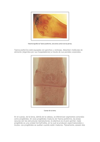 Fotomicrografía de Taenia pisiformis, otra tenia común de los perros.
Taenia pisiformis está equipada con ganchos y ventosas. Absorben moléculas de
alimento (digeridos por sus hospedadores) a través de sus paredes corporales.
Cuerpo de la tenia.
En el cuerpo, de la tenia, detrás de la cabeza, se diferencian segmentos conocidos
como proglótides. En esos proglótides maduros de Taenia pisiformis, las áreas
oscuras son las estructuras reproductoras; la abertura es el poro genital. Cada
proglótide es una unidad hermafrodita, en la cual se producen espermatozoides y
óvulos. Los proglótides se sueltan cuando están maduros. Típicamente, poseen dos
 