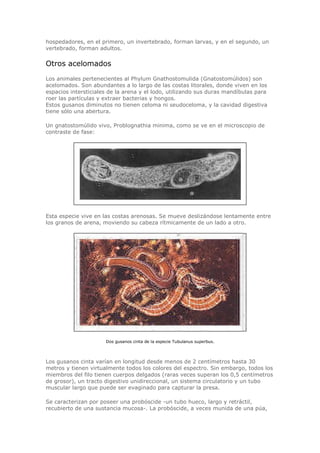 hospedadores, en el primero, un invertebrado, forman larvas, y en el segundo, un
vertebrado, forman adultos.
Otros acelomados
Los animales pertenecientes al Phylum Gnathostomulida (Gnatostomúlidos) son
acelomados. Son abundantes a lo largo de las costas litorales, donde viven en los
espacios intersticiales de la arena y el lodo, utilizando sus duras mandíbulas para
roer las partículas y extraer bacterias y hongos.
Estos gusanos diminutos no tienen celoma ni seudoceloma, y la cavidad digestiva
tiene sólo una abertura.
Un gnatostomúlido vivo, Problognathia minima, como se ve en el microscopio de
contraste de fase:
Esta especie vive en las costas arenosas. Se mueve deslizándose lentamente entre
los granos de arena, moviendo su cabeza rítmicamente de un lado a otro.
Dos gusanos cinta de la especie Tubulanus superbus.
Los gusanos cinta varían en longitud desde menos de 2 centímetros hasta 30
metros y tienen virtualmente todos los colores del espectro. Sin embargo, todos los
miembros del filo tienen cuerpos delgados (raras veces superan los 0,5 centímetros
de grosor), un tracto digestivo unidireccional, un sistema circulatorio y un tubo
muscular largo que puede ser evaginado para capturar la presa.
Se caracterizan por poseer una probóscide -un tubo hueco, largo y retráctil,
recubierto de una sustancia mucosa-. La probóscide, a veces munida de una púa,
 