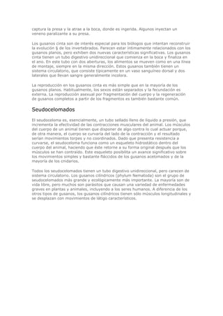 captura la presa y la atrae a la boca, donde es ingerida. Algunos inyectan un
veneno paralizante a su presa.
Los gusanos cinta son de interés especial para los biólogos que intentan reconstruir
la evolución § de los invertebrados. Parecen estar íntimamente relacionados con los
gusanos planos, pero exhiben dos nuevas características significativas. Los gusanos
cinta tienen un tubo digestivo unidireccional que comienza en la boca y finaliza en
el ano. En este tubo con dos aberturas, los alimentos se mueven como en una línea
de montaje, siempre en la misma dirección. Estos gusanos también tienen un
sistema circulatorio, que consiste típicamente en un vaso sanguíneo dorsal y dos
laterales que llevan sangre generalmente incolora.
La reproducción en los gusanos cinta es más simple que en la mayoría de los
gusanos planos. Habitualmente, los sexos están separados y la fecundación es
externa. La reproducción asexual por fragmentación del cuerpo y la regeneración
de gusanos completos a partir de los fragmentos es también bastante común.
Seudocelomados
El seudoceloma es, esencialmente, un tubo sellado lleno de líquido a presión, que
incrementa la efectividad de las contracciones musculares del animal. Los músculos
del cuerpo de un animal tienen que disponer de algo contra lo cual actuar porque,
de otra manera, el cuerpo se curvaría del lado de la contracción y el resultado
serían movimientos torpes y no coordinados. Dado que presenta resistencia a
curvarse, el seudoceloma funciona como un esqueleto hidrostático dentro del
cuerpo del animal, haciendo que éste retorne a su forma original después que los
músculos se han contraído. Este esqueleto posibilita un avance significativo sobre
los movimientos simples y bastante fláccidos de los gusanos acelomados y de la
mayoría de los cnidarios.
Todos los seudocelomados tienen un tubo digestivo unidireccional, pero carecen de
sistema circulatorio. Los gusanos cilíndricos (phylum Nematoda) son el grupo de
seudocelomados más grande y ecológicamente más importante. La mayoría son de
vida libre, pero muchos son parásitos que causan una variedad de enfermedades
graves en plantas y animales, incluyendo a los seres humanos. A diferencia de los
otros tipos de gusanos, los gusanos cilíndricos tienen sólo músculos longitudinales y
se desplazan con movimientos de látigo característicos.
 