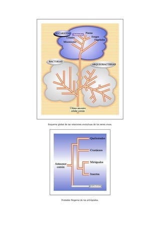 Esquema global de las relaciones evolutivas de los seres vivos.
Probable filogenia de los artrópodos.
 