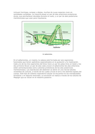 incluyen hormigas, avispas y abejas, muchas de cuyas especies viven en
sociedades complejas. La mayoría posee un par de alas anteriores protectoras
duras, que permanecen elevadas durante el vuelo, y un par de alas posteriores
membranosas que usan para impulsarse.
Un saltamontes.
En el saltamontes, un insecto, la cabeza está formada por seis segmentos
fusionados que tienen apéndices especializados en la gustación y la masticación.
Cada uno de los tres segmentos del tórax tiene un par de patas (tres en total) y los
dos primeros llevan un par de alas cada uno(en el saltamontes las alas anteriores
están semiendurecidas como cubiertas protectoras de las alas posteriores
membranosas). Los espiráculos del abdomen se abren en una red de túbulos
revestidos de cutícula, a través de los cuales circula el aire a los distintos tejidos del
cuerpo. Este tipo de sistema respiratorio tubular se encuentra en los mandibulados
terrestres y en algunos arácnidos. La excreción se realiza a través de los túbulos de
Malpighi que se vacían en el intestino posterior.
 