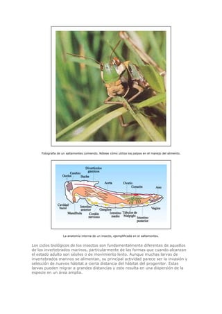 Fotografía de un saltamontes comiendo. Nótese cómo utiliza los palpos en el manejo del alimento.
La anatomía interna de un insecto, ejemplificada en el saltamontes.
Los ciclos biológicos de los insectos son fundamentalmente diferentes de aquellos
de los invertebrados marinos, particularmente de las formas que cuando alcanzan
el estado adulto son sésiles o de movimiento lento. Aunque muchas larvas de
invertebrados marinos se alimentan, su principal actividad parece ser la invasión y
selección de nuevos hábitat a cierta distancia del hábitat del progenitor. Estas
larvas pueden migrar a grandes distancias y esto resulta en una dispersión de la
especie en un área amplia.
 
