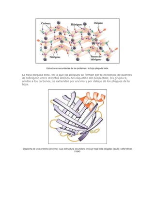 Estructuras secundarias de las proteínas: la hoja plegada beta.
La hoja plegada beta, en la que los pliegues se forman por la existencia de puentes
de hidrógeno entre distintos átomos del esqueleto del polipéptido; los grupos R,
unidos a los carbonos, se extienden por encima y por debajo de los pliegues de la
hoja.
Diagrama de una proteína (enzima) cuya estructura secundaria incluye hoja beta plegadas (azul) y alfa hélices
(roja).
 