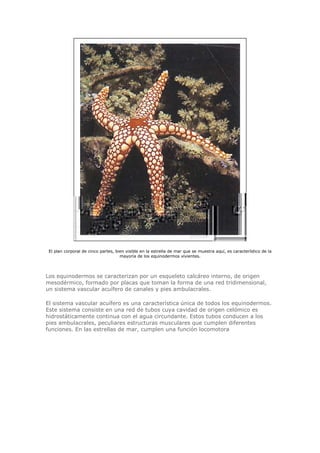 El plan corporal de cinco partes, bien visible en la estrella de mar que se muestra aquí, es característico de la
mayoría de los equinodermos vivientes.
Los equinodermos se caracterizan por un esqueleto calcáreo interno, de origen
mesodérmico, formado por placas que toman la forma de una red tridimensional,
un sistema vascular acuífero de canales y pies ambulacrales.
El sistema vascular acuífero es una característica única de todos los equinodermos.
Este sistema consiste en una red de tubos cuya cavidad de origen celómico es
hidrostáticamente continua con el agua circundante. Estos tubos conducen a los
pies ambulacrales, peculiares estructuras musculares que cumplen diferentes
funciones. En las estrellas de mar, cumplen una función locomotora
 