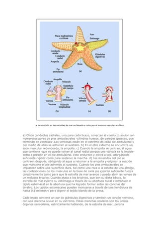La locomoción en las estrellas de mar es llevada a cabo por el sistema vascular acuífero.
a) Cinco conductos radiales, uno para cada brazo, conectan el conducto anular con
numerosos pares de pies ambulacrales -cilindros huecos, de paredes gruesas, que
terminan en ventosas-.Las ventosas están en el extremo de cada pie ambulacral y
por medio de ellas se adhieren al sustrato. b) En el otro extremo se encuentra un
saco muscular redondeado, la ampolla. c) Cuando la ampolla se contrae, el agua
que contiene -que no puede volver al canal radial porque una válvula se lo impide-
entra a presión en el pie ambulacral. Esto endurece y estira al pie, otorgándole
suficiente rigidez como para sostener la marcha. d) Los músculos del pie se
contraen después, obligando al agua a retornar a la ampolla y originar la succión
que mantiene el pie adherido al sustrato. Cuando los pies ambulacrales se
implantan sobre una superficie dura, tal como una roca o la concha de una almeja,
las contracciones de los músculos en la base de cada pie ejercen suficiente fuerza
colectivamente como para que la estrella de mar avance o pueda abrir las valvas de
un molusco bivalvo. Cuando ataca a los bivalvos, que son su dieta básica, la
estrella de mar evierte su estómago a través de su abertura bucal e introduce el
tejido estomacal en la abertura que ha logrado formar entre las conchas del
bivalvo. Los tejidos estomacales pueden insinuarse a través de una hendidura de
hasta 0,1 milímetro para digerir el tejido blando de la presa.
Cada brazo contiene un par de glándulas digestivas y también un cordón nervioso,
con una mancha ocular en su extremo. Estas manchas oculares son los únicos
órganos sensoriales, estrictamente hablando, de la estrella de mar, pero la
 