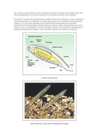 Se conocen comúnmente como tunicados, porque el cuerpo está cubierto por una
túnica protectora y firme que contiene una sustancia similar a la celulosa.
El anfioxo muestra las características distintivas de los cordados 1) una notocorda,
varilla dorsal que se extiende a lo largo del cuerpo; 2) un cordón nervioso dorsal
tubular y 3) una cola. Además tienen hendiduras branquiales que también
presentan los hemicordados. Branchiostoma retiene estas características durante
toda su vida; sin embargo, muchos cordados tienen una notocorda, hendiduras o
bolsas branquiales faríngeas y una cola sólo durante sus etapas inmaduras.
El anfioxo Branchiostoma
Peces lanceta con su parte anterior emergiendo del sustrato.
 