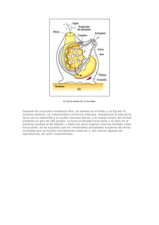b) Forma adulta de un tunicado.
Después de una breve existencia libre, se asienta en el fondo y se fija por el
extremo anterior. La metamorfosis comienza entonces. Desaparece la cola de la
larva con la notocorda y el cordón nervioso dorsal, y el cuerpo entero del animal
presenta un giro de 180 grados. La boca es llevada hacia atrás y se abre en el
extremo opuesto al de fijación, y todos los otros órganos internos también rotan
hacia atrás. Se ha supuesto que los vertebrados ancestrales surgieron de larvas
tunicadas que se hicieron sexualmente maduras y, así, fueron capaces de
reproducirse, sin sufrir metamorfosis.
 