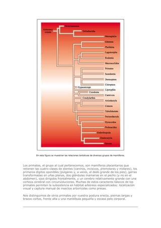 En esta figura se muestran las relaciones tentativas de diversos grupos de mamíferos.
Los primates, el grupo al cual pertenecemos, son mamíferos placentarios que
retienen las cuatro clases de dientes (caninos, incisivos, premolares y molares), los
primeros dígitos oponibles (pulgares y, a veces, el dedo grande de los pies), garras
transformadas en uñas planas, dos glándulas mamarias en el pecho (y no en el
abdomen), ojos dirigidos frontalmente, y un cerebro relativamente grande con una
corteza cerebral con circunvoluciones. Muchas de estos caracteres básicos de los
primates permiten la subsistencia en hábitat arbóreos especializados: localización
visual y captura manual de insectos arborícolas como presas.
Nos distinguimos de otros primates por nuestra postura erecta, piernas largas y
brazos cortos, frente alta y una mandíbula pequeña y escaso pelo corporal.
 