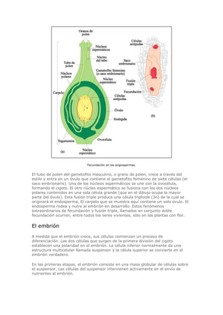 Fecundación en las angiospermas.
El tubo de polen del gametofito masculino, o grano de polen, crece a través del
estilo y entra en un óvulo que contiene el gametofito femenino de siete células (el
saco embrionario). Uno de los núcleos espermáticos se une con la ovocélula,
formando el cigoto. El otro núcleo espermático se fusiona con los dos núcleos
polares contenidos en una sola célula grande (que en el dibujo ocupa la mayor
parte del óvulo). Esta fusión triple produce una célula triploide (3n) de la cual se
originará el endosperma. El carpelo que se muestra aquí contiene un solo óvulo. El
endosperma rodea y nutre al embrión en desarrollo. Estos fenómenos
extraordinarios de fecundación y fusión triple, llamados en conjunto doble
fecundación ocurren, entre todos los seres vivientes, sólo en las plantas con flor.
El embrión
A medida que el embrión crece, sus células comienzan un proceso de
diferenciación. Las dos células que surgen de la primera división del cigoto
establecen una polaridad en el embrión. La célula inferior normalmente da una
estructura multicelular llamada suspensor y la célula superior se convierte en el
embrión verdadero.
En las primeras etapas, el embrión consiste en una masa globular de células sobre
el suspensor. Las células del suspensor intervienen activamente en el envío de
nutrientes al embrión.
 