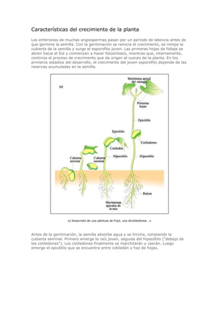 Características del crecimiento de la planta
Los embriones de muchas angiospermas pasan por un período de latencia antes de
que germine la semilla. Con la germinación se reinicia el crecimiento, se rompe la
cubierta de la semilla y surge el esporofito joven. Las primeras hojas de follaje se
abren hacia el Sol y comienzan a hacer fotosíntesis, mientras que, internamente,
continúa el proceso de crecimiento que da origen al cuerpo de la planta. En los
primeros estadios del desarrollo, el crecimiento del joven esporofito depende de las
reservas acumuladas en la semilla.
a) Desarrollo de una plántula de frijol, una dicotiledónea . x
Antes de la germinación, la semilla absorbe agua y se hincha, rompiendo la
cubierta seminal. Primero emerge la raíz joven, seguida del hipocótilo ("debajo de
los cotiledones"). Los cotiledones finalmente se marchitarán y caerán. Luego
emerge el epicótilo que se encuentra entre cotiledón y haz de hojas.
 