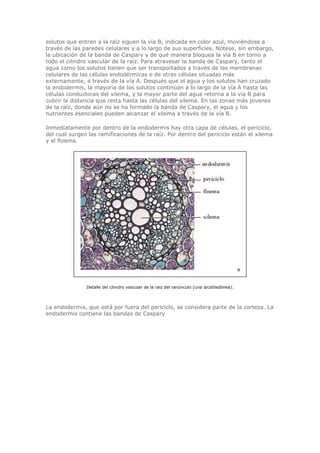 solutos que entran a la raíz siguen la vía B, indicada en color azul, moviéndose a
través de las paredes celulares y a lo largo de sus superficies. Nótese, sin embargo,
la ubicación de la banda de Caspary y de qué manera bloquea la vía B en torno a
todo el cilindro vascular de la raíz. Para atravesar la banda de Caspary, tanto el
agua como los solutos tienen que ser transportados a través de las membranas
celulares de las células endodérmicas o de otras células situadas más
externamente, a través de la vía A. Después que el agua y los solutos han cruzado
la endodermis, la mayoria de los solutos continúan a lo largo de la vía A hasta las
células conductoras del xilema, y la mayor parte del agua retorna a la vía B para
cubrir la distancia que resta hasta las células del xilema. En las zonas más jovenes
de la raíz, donde aún no se ha formado la banda de Caspary, el agua y los
nutrientes esenciales pueden alcanzar el xilema a través de la vía B.
Inmediatamente por dentro de la endodermis hay otra capa de células, el periciclo,
del cual surgen las ramificaciones de la raíz. Por dentro del periciclo están el xilema
y el floema.
Detalle del cilindro vascular de la raíz del ranúnculo (una dicotiledónea).
La endodermis, que está por fuera del periciclo, se considera parte de la corteza. La
endodermis contiene las bandas de Caspary
 