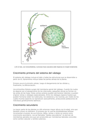 c) En el maíz, una monocotiledónea, numerosos haces vasculares están dispersos en el tejido fundamental.
Crecimiento primario del sistema del vástago
El sistema del vástago incluye el tallo y todas las estructuras que se desarrollan a
partir de él; típicamente incluye todas las partes aéreas de la planta.
Primero ocurre la división celular, luego el alargamiento de las células y,
finalmente, la diferenciación.
Los primordios foliares surgen del meristema apical del vástago. Cuando los nudos
se separan por el alargamiento de los internudos, pequeñas yemas se forman en
las axilas de las hojas. Estas yemas axilares pueden permanecer latentes o pueden
originar ramas o vástagos especializados. Entre los vástagos especia-lizados que
pueden formarse están los tubérculos, los estolones y los rizomas, por medio de los
cuales muchas especies se reproducen asexualmente, produciendo poblaciones de
individuos genéticamente idénticos.
Crecimiento secundario
La mayor parte de las plantas no sólo alcanzan mayor altura con la edad, sino que
también crecen en diámetro. El proceso por el cual las dicotiledóneas leñosas
incrementan el grosor de sus troncos, tallos, ramas y raíces se conoce como
crecimiento secundario. Los así llamados "tejidos secundarios" no derivan de
meristemas apicales sino que son producidos por meristemas laterales conocidos
como cambio vascular y cambio suberoso.
 