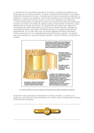 b. Comienzos del crecimiento secundario. El xilema y el floema secundarios son
producidos por el cambio vascular, un tejido meristemático formado en una etapa
tardía del crecimiento pri-mario. A medida que el tronco incrementa su diámetro, la
epidermis se estira y se desgarra. Esto es acompañado por la formación del cambio
suberoso, a partir del cual se forma el cor-cho, que reemplaza a la epidermis.
c. Corte transversal de un tallo de tres años que muestra los anillos de crecimiento
anuales. Los radios son hileras de células vivas que transportan nu-trientes y agua
lateralmente (a través del tronco). En el perímetro de la capa más externa de
crecimiento del xilema secundario se encuentra el cambio vascular, rodeado por
una banda de floema secundario. El floema primario y la corteza finalmente se
desprenderán. En un tallo más viejo, el cilindro delgado de floema secundario
activo se encuentra en la inmediata proximidad del cambio vascular. Los tejidos
que se encuentran por fuera del cambio vascular, incluido el floema, constituyen la
corteza.
Un tronco de árbol en el que se muestran las relaciones de las capas concéntricas sucesivas.
El duramen está compuesto enteramente de células muertas. La corteza y la
epidermis, que están por fuera del floema en un tallo verde, se desprenden durante
el crecimiento secundario.
 