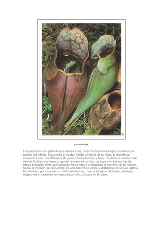 Biologia-Helena-Curtis.pdf