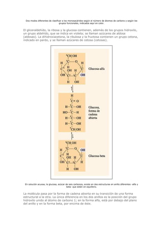Dos modos diferentes de clasificar a los monosacáridos según el número de átomos de carbono y según los
grupos funcionales, indicados aquí en color.
El gliceraldehído, la ribosa y la glucosa contienen, además de los grupos hidroxilo,
un grupo aldehído, que se indica en violeta; se llaman azúcares de aldosa
(aldosas). La dihidroxiacetona, la ribulosa y la fructosa contienen un grupo cetona,
indicado en pardo, y se llaman azúcares de cetosa (cetosas).
En solución acuosa, la glucosa, azúcar de seis carbonos, existe en dos estructuras en anillo diferentes -alfa y
beta- que están en equilibrio.
La molécula pasa por la forma de cadena abierta en su transición de una forma
estructural a la otra. La única diferencia en los dos anillos es la posición del grupo
hidroxilo unido al átomo de carbono 1; en la forma alfa, está por debajo del plano
del anillo y en la forma beta, por encima de éste.
 