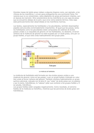 Grandes masas de tejido graso rodean a algunos órganos como, por ejemplo, a los
riñones de los mamíferos, y sirven para protegerlos de una conmoción física. Por
razones que no se comprenden, estos depósitos de grasa permanecen intactos, aun
en épocas de inanición. Otra característica de los mamíferos es una capa de grasa
que se encuentra debajo de la piel y que sirve como aislante térmico. Esta capa
está particularmente bien desarrollada en los mamíferos marinos.
Los lípidos, especialmente los fosfolípidos y los glucolípidos, también desempeñan
papeles estructurales extremadamente importantes. Al igual que las grasas, tanto
los fosfolípidos como los glucolípidos están compuestos de cadenas de ácidos
grasos unidas a un esqueleto de glicerol. En los fosfolípidos, no obstante, el tercer
carbono de la molécula de glicerol no está ocupado por un ácido graso, sino por un
grupo fosfato, al que está unido habitualmente otro grupo polar.
La molécula de fosfolípido.
La molécula de fosfolípido está formada por dos ácidos grasos unidos a una
molécula de glicerol, como en las grasas, y por un grupo fosfato (indicado en color
lila) unido al tercer carbono del glicerol. También contiene habitualmente un grupo
químico adicional, indicado con la letra R. Las "colas" de ácido graso son no polares
y por lo tanto, hidrofóbicas; la "cabeza" polar que contiene a los grupos fosfato y R
es soluble, hidrofílica).
Los grupos fosfato están cargados negativamente. Como resultado, el extremo
fosfato de la molécula es hidrofílico, mientras que las porciones de ácido graso son
hidrofóbicas.
 