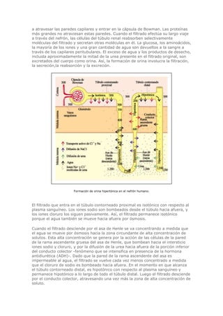 Biologia-Helena-Curtis.pdf
