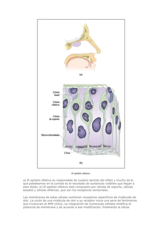 Biologia-Helena-Curtis.pdf