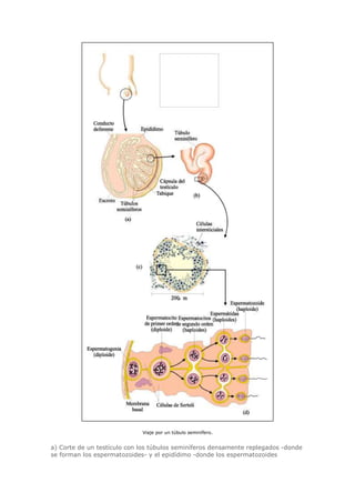 Biologia-Helena-Curtis.pdf