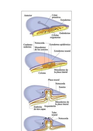 Biologia-Helena-Curtis.pdf