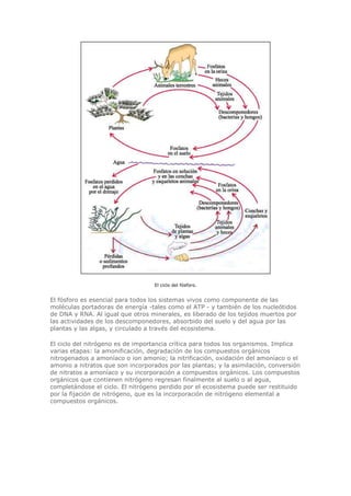 Biologia-Helena-Curtis.pdf
