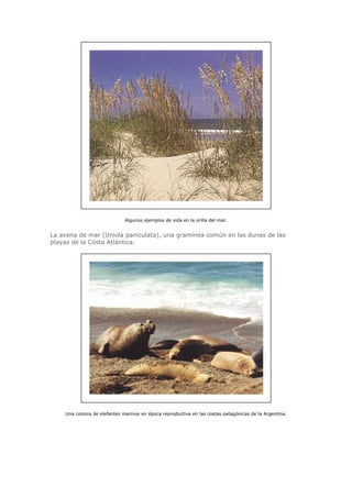 Biologia-Helena-Curtis.pdf