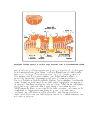 Modelo de la membrana plasmática de una célula animal, determinado a partir de fotomicrografías electrónicas
y datos
Las moléculas de proteína embutidas, que típicamente atraviesan la membrana, se
conocen como proteínas integrales de membrana. Diferentes proteínas integrales
desempeñan funciones diferentes; algunas son enzimas, otras son receptores y
otras son proteínas de transporte. Las dos caras de la membrana difieren en
composición química. Las dos capas generalmente tienen concentraciones
diferentes de distintos tipos de moléculas lipídicas. En muchas clases de células, la
capa externa es particularmente rica en moléculas de glucolípidos. Las cadenas de
carbohidratos de estas moléculas -así como las cabezas fosfato de las moléculas de
fosfolípidos- están expuestas sobre la superficie de la membrana; las colas
hidrofóbicas de los ácidos grasos están dentro de la membrana. La composición de
proteínas de las dos capas también difiere. En el lado citoplasmático de la
membrana, hay moléculas de proteína adicionales, conocidas como proteínas
periféricas de membrana, que están ligadas a parte de las proteínas integrales que
sobresalen de la bicapa.
 