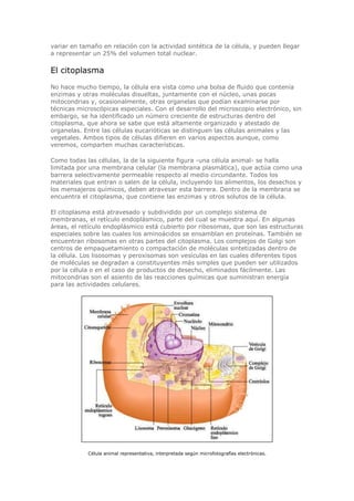 variar en tamaño en relación con la actividad sintética de la célula, y pueden llegar
a representar un 25% del volumen total nuclear.
El citoplasma
No hace mucho tiempo, la célula era vista como una bolsa de fluido que contenía
enzimas y otras moléculas disueltas, juntamente con el núcleo, unas pocas
mitocondrias y, ocasionalmente, otras organelas que podían examinarse por
técnicas microscópicas especiales. Con el desarrollo del microscopio electrónico, sin
embargo, se ha identificado un número creciente de estructuras dentro del
citoplasma, que ahora se sabe que está altamente organizado y atestado de
organelas. Entre las células eucarióticas se distinguen las células animales y las
vegetales. Ambos tipos de células difieren en varios aspectos aunque, como
veremos, comparten muchas características.
Como todas las células, la de la siguiente figura -una célula animal- se halla
limitada por una membrana celular (la membrana plasmática), que actúa como una
barrera selectivamente permeable respecto al medio circundante. Todos los
materiales que entran o salen de la célula, incluyendo los alimentos, los desechos y
los mensajeros químicos, deben atravesar esta barrera. Dentro de la membrana se
encuentra el citoplasma, que contiene las enzimas y otros solutos de la célula.
El citoplasma está atravesado y subdividido por un complejo sistema de
membranas, el retículo endoplásmico, parte del cual se muestra aquí. En algunas
áreas, el retículo endoplásmico está cubierto por ribosomas, que son las estructuras
especiales sobre las cuales los aminoácidos se ensamblan en proteínas. También se
encuentran ribosomas en otras partes del citoplasma. Los complejos de Golgi son
centros de empaquetamiento o compactación de moléculas sintetizadas dentro de
la célula. Los lisosomas y peroxisomas son vesículas en las cuales diferentes tipos
de moléculas se degradan a constituyentes más simples que pueden ser utilizados
por la célula o en el caso de productos de desecho, eliminados fácilmente. Las
mitocondrias son el asiento de las reacciones químicas que suministran energía
para las actividades celulares.
Célula animal representativa, interpretada según microfotografías electrónicas.
 