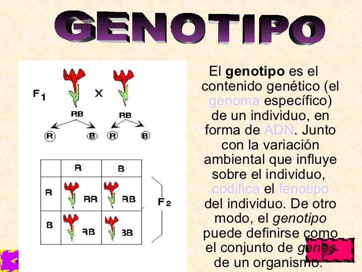 Biologia Leyes De Mendel