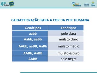 CARACTERIZAÇÃO PARA A COR DA PELE HUMANA
Genótipos Fenótipos
aabb pele clara
Aabb, aaBb mulato claro
AAbb, aaBB, AaBb mulato médio
AABb, AaBB mulato escuro
AABB pele negra
 