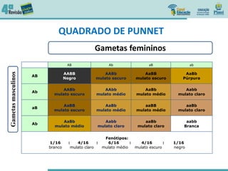 QUADRADO DE PUNNET
AB Ab aB ab
AB
AABB
Negro
AABb
mulato escuro
AaBB
mulato escuro
AaBb
Púrpura
Ab
AABb
mulato escuro
AAbb
mulato médio
AaBb
mulato médio
Aabb
mulato claro
aB
AaBB
mulato escuro
AaBb
mulato médio
aaBB
mulato médio
aaBb
mulato claro
Ab
AaBb
mulato médio
Aabb
mulato claro
aaBb
mulato claro
aabb
Branca
Fenótipos:
1/16 : 4/16 : 6/16 : 4/16 : 1/16
branco mulato claro mulato médio mulato escuro negro
Gametas femininos
Gametasmasculinos
 