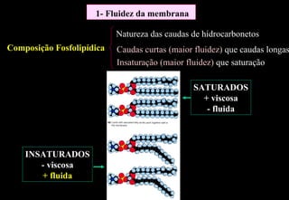 1- Fluidez da membrana

                           Natureza das caudas de hidrocarbonetos
Composição Fosfolipídica   Caudas curtas (maior fluidez) que caudas longas
                           Insaturação (maior fluidez) que saturação

                                               SATURADOS
                                                 + viscosa
                                                  - fluida




    INSATURADOS
       - viscosa
       + fluida
 