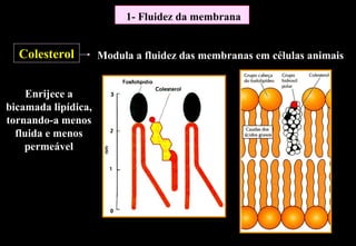 1- Fluidez da membrana


  Colesterol         Modula a fluidez das membranas em células animais


     Enrijece a
bicamada lipídica,
tornando-a menos
  fluida e menos
    permeável
 