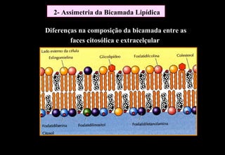 2- Assimetria da Bicamada Lipídica

Diferenças na composição da bicamada entre as
        faces citosólica e extracelçular
 