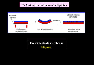 2- Assimetria da Bicamada Lipídica




     Crescimento da membrana
             Flipases
 