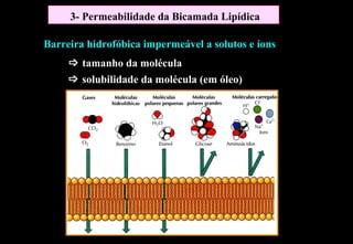 3- Permeabilidade da Bicamada Lipídica

Barreira hidrofóbica impermeável a solutos e íons
      tamanho da molécula
      solubilidade da molécula (em óleo)
 