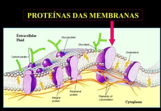 PROTEÍNAS DAS MEMBRANAS
 