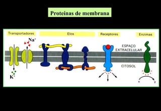 Proteínas de membrana



     Na+




K+
 