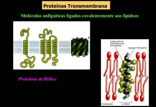Proteínas Transmembrana

 Moléculas anfipáticas ligadas covalentemente aos lipídeos




Proteínas α -Hélice
 
