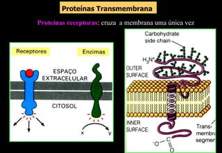Proteínas Transmembrana

Proteínas receptoras: cruza a membrana uma única vez
                         Proteínas Transmembrana
 