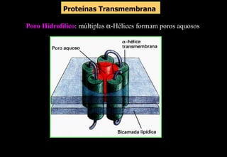 Proteínas Transmembrana

Poro Hidrofílico: múltiplas α-Hélices formam poros aquosos
 