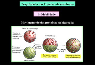 Propriedades das Proteínas de membrana


            1- Mobilidade

Movimentação das proteínas na bicamada
 