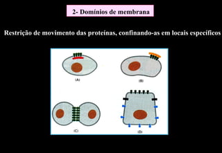 2- Domínios de membrana


Restrição de movimento das proteínas, confinando-as em locais específicos
 