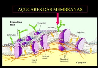 AÇUCARES DAS MEMBRANAS
 