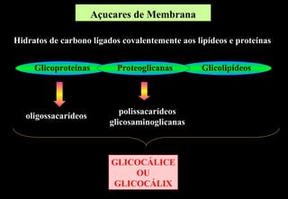 Açucares de Membrana

Hidratos de carbono ligados covalentemente aos lipídeos e proteínas


     Glicoproteínas        Proteoglicanas       Glicolipídeos



                            polissacarídeos
   oligossacarídeos
                         glicosaminoglicanas



                         GLICOCÁLICE
                             OU
                         GLICOCÁLIX
 
