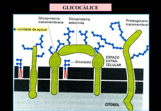 GLICOCÁLICE
 