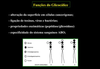 Funções do Glicocálice

- alteração da superfície em células cancerígenas;
- ligação de toxinas, vírus e bactérias;
- propriedades enzimáticas (peptidase/glicosidase)

- especificidade do sistema sanguíneo ABO;
 