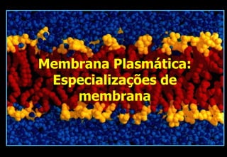 Membrana Plasmática:
 Especializações de
    membrana
 